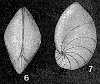 Rimalina pinatensis Pérébaskine, 1946