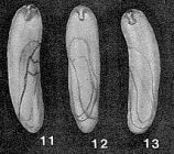 Tomaculoides lucidum Loeblich & Tappan, 1963