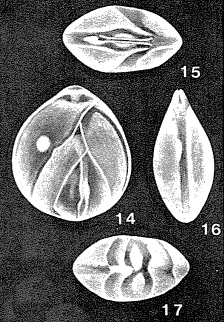 Allanhancockia luculenta Mcculloch, 1977