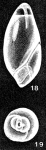 Globulotuboides orbicula McCulloch, 1977