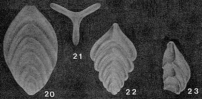 Tricarinella excavata (Reuss, 1863) Tricarinella excavata (Reuss, 1863)