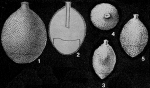 Glandulina spinata Cushman, 1935
