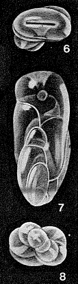 Entomorphinoides carlae McCulloch, 1977