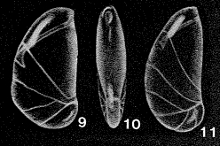 Briceia complectilis McCulloch, 1977