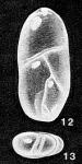 Entopolymorphina simulata McCulloch, 1977