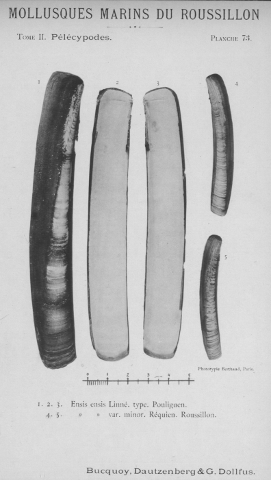 Bucquoy et al. (1887-1898, pl. 73) Bucquoy et al. (1887-1898, pl. 73)
