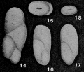 Chromista - Foraminifera (foraminifers)