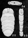 Lingulina aselliformis Buchner, 1942