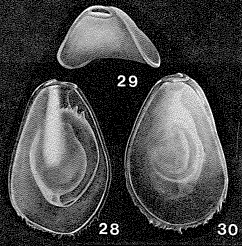 Seabrookia pellucida Brady, 1890