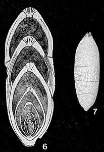 Involutaria triassica Gerke, 1957