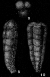 Tristix (Pseudotristix) tcherdynzevi Miklukho-Maklay, 1960