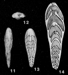 Frondicularia (Frondiculina) dubiella Gerke, 1957