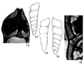 Chromista - Foraminifera (foraminifers)