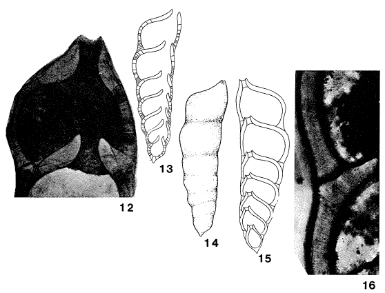 Prodentalina terquemi (d'Orbigny, 1850)