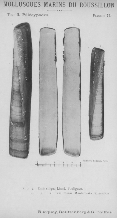 Bucquoy et al. (1887-1898, pl. 74) Bucquoy et al. (1887-1898, pl. 74)