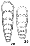 Protonodosaria proceraformis (Gerke, 1952)