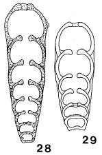 Protonodosaria proceraformis (Gerke, 1952)