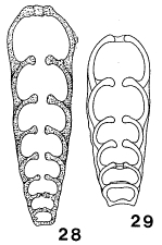 Protonodosaria proceraformis (Gerke, 1952) Protonodosaria proceraformis (Gerke, 1952)