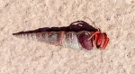 Turritellinella tricarinata, Fig.1