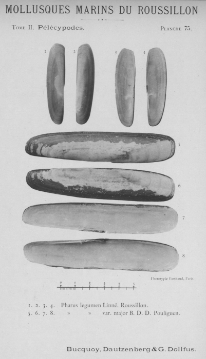 Bucquoy et al. (1887-1898, pl. 75) Bucquoy et al. (1887-1898, pl. 75)