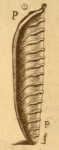 Nautilus legumen Linnaeus, 1758 [Orthoceras minimum etc.]