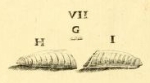 Nautilus legumen Linnaeus, 1758 [Cornu Hammonis etc.]