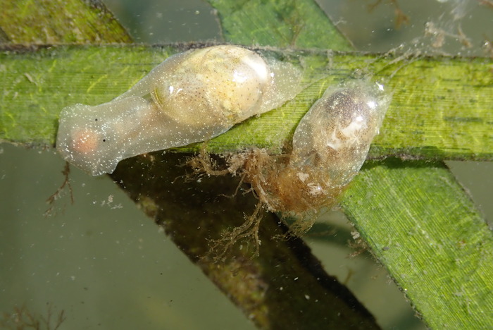 Haminoea vesicula