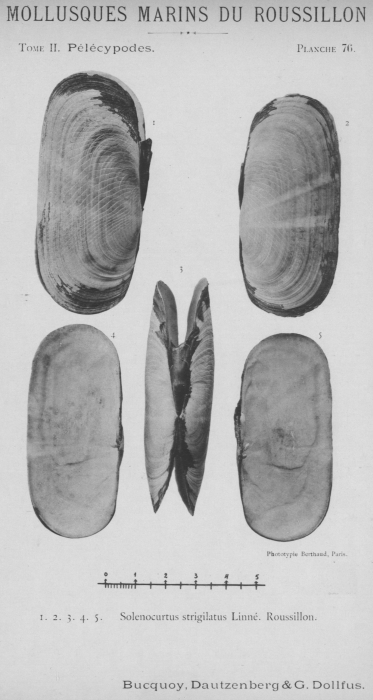Bucquoy et al. (1887-1898, pl. 76) Bucquoy et al. (1887-1898, pl. 76)