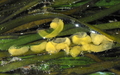Haminoea vesicula eggs