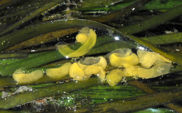 Haminoea vesicula eggs Haminoea vesicula eggs