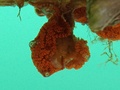 Tunicata (sea squirts)