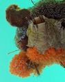 Tunicata (sea squirts)