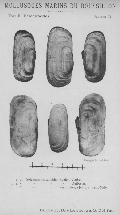 Bucquoy et al. (1887-1898, pl. 77) Bucquoy et al. (1887-1898, pl. 77)
