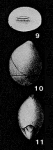 Lingulinopsis sequana Berthelin, 1880