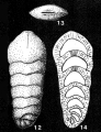 Chromista - Foraminifera (foraminifers)