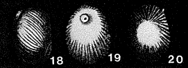 Obliquina acuticostata Seguenza, 1862