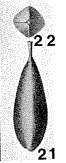Tetragonulina prima Seguenza, 1862 Tetragonulina prima Seguenza, 1862