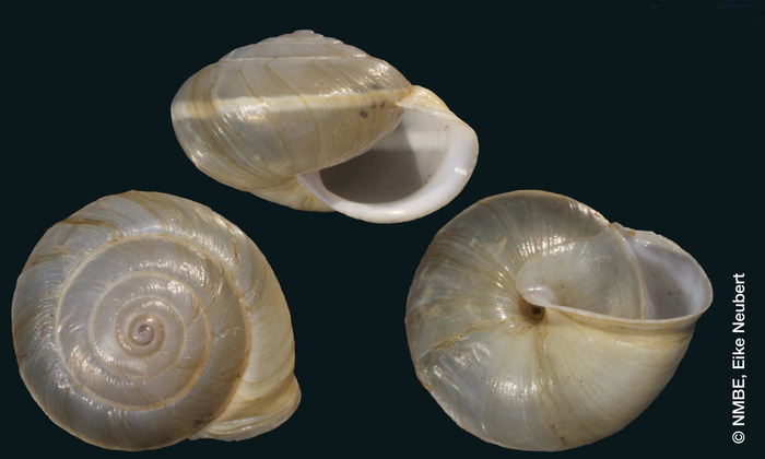 Helix hylonomia Bourguignat, 1892