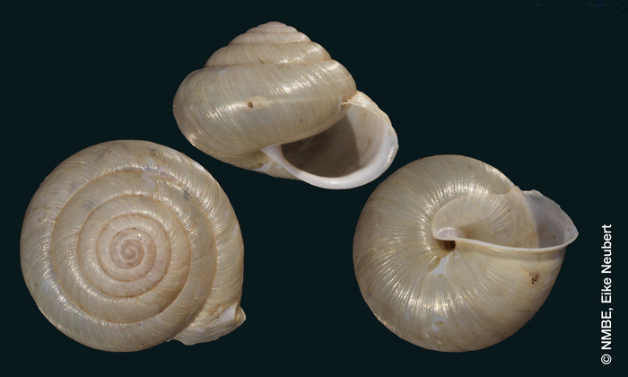 Helix odeca Bourguignat, 1882 Helix odeca Bourguignat, 1882