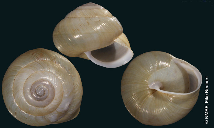 Helix sublimbata Bourguignat, 1892 Helix sublimbata Bourguignat, 1892