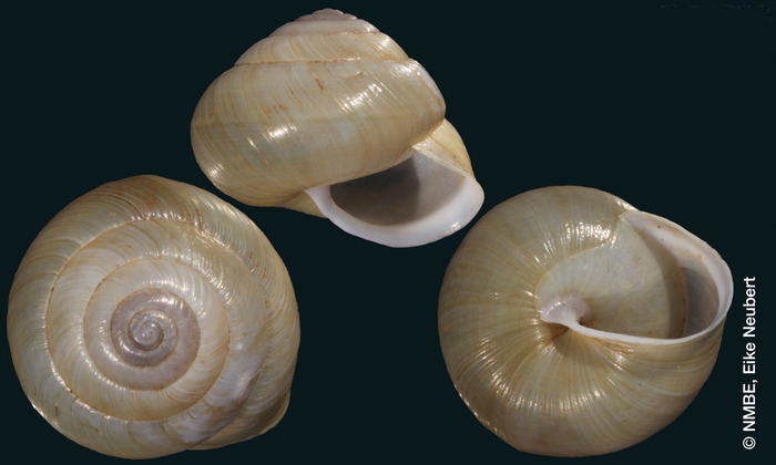 Helix sublimbata Bourguignat, 1892