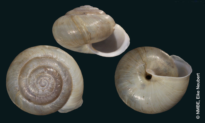 Helix veprium Bourguignat, 1882 Helix veprium Bourguignat, 1882