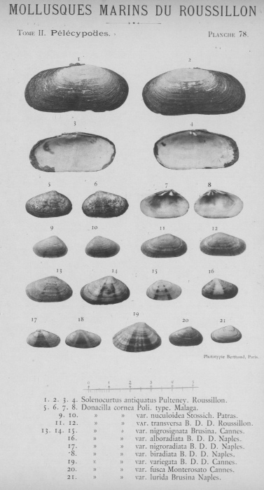 Bucquoy et al. (1887-1898, pl. 78) Bucquoy et al. (1887-1898, pl. 78)