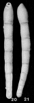 Dentalinopsis semitriquetra Reuss, 1860