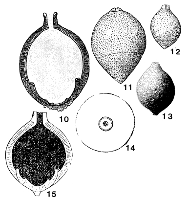 Lagenoglandulina subovata (Stache, 1864)