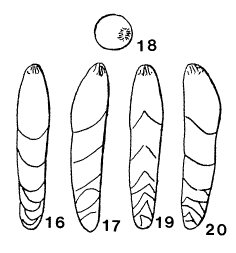 Enantiodentalina communis Marie, 1941