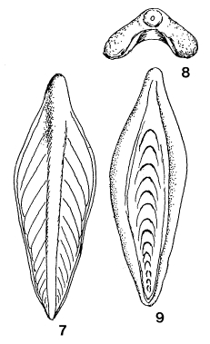 Pseudotribrachia albiensis Colom, 1982
