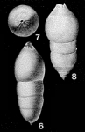Pseudonodosaria discreta (Reuss, 1850)