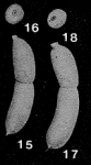 Botuloides pauciloculus Zheng, 1979