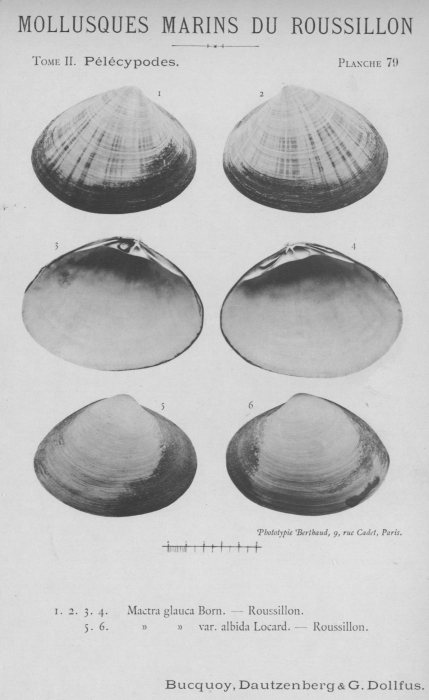 Bucquoy et al. (1887-1898, pl. 79) Bucquoy et al. (1887-1898, pl. 79)
